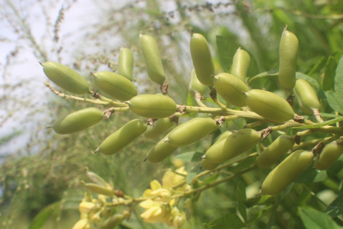 Crotalaria micans Link